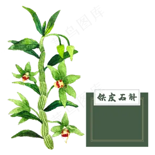 花类中草药石斛花热带水彩,免抠元素