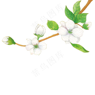 水彩手绘梨花插图