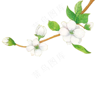水彩手绘梨花插图