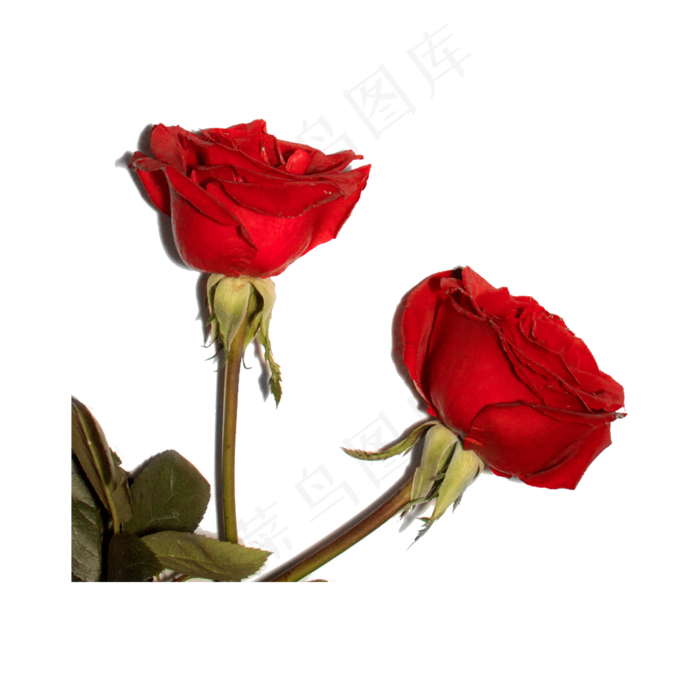 玫瑰花（png免抠）(2000X2000(DPI:72))psd模版下载