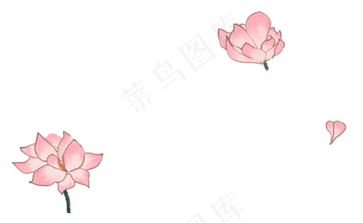 荷花花朵 荷花花朵