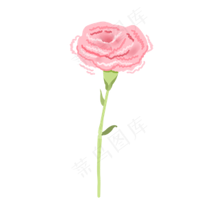 康乃馨粉色单只花