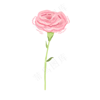 康乃馨粉色单只花