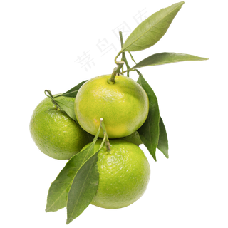 夏季青橘子,免抠元素