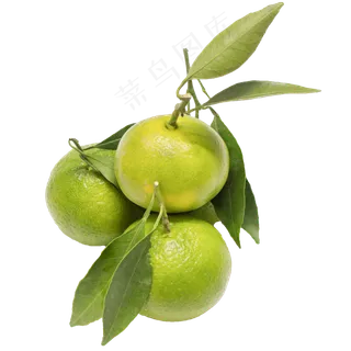 夏季青橘子,免抠元素