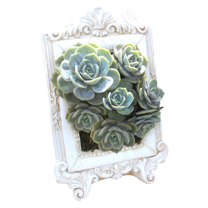 多肉植物相框摆设,免抠元素