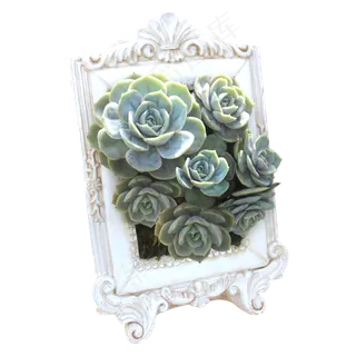 多肉植物相框摆设,免抠元素