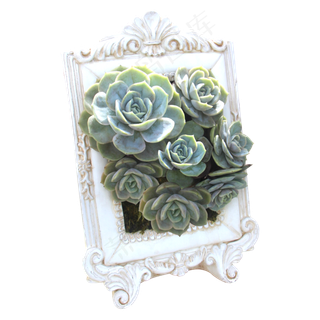 多肉植物相框摆设,免抠元素