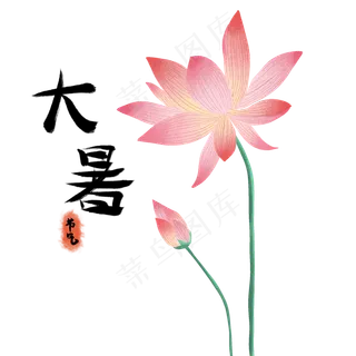 夏天大暑节气荷花