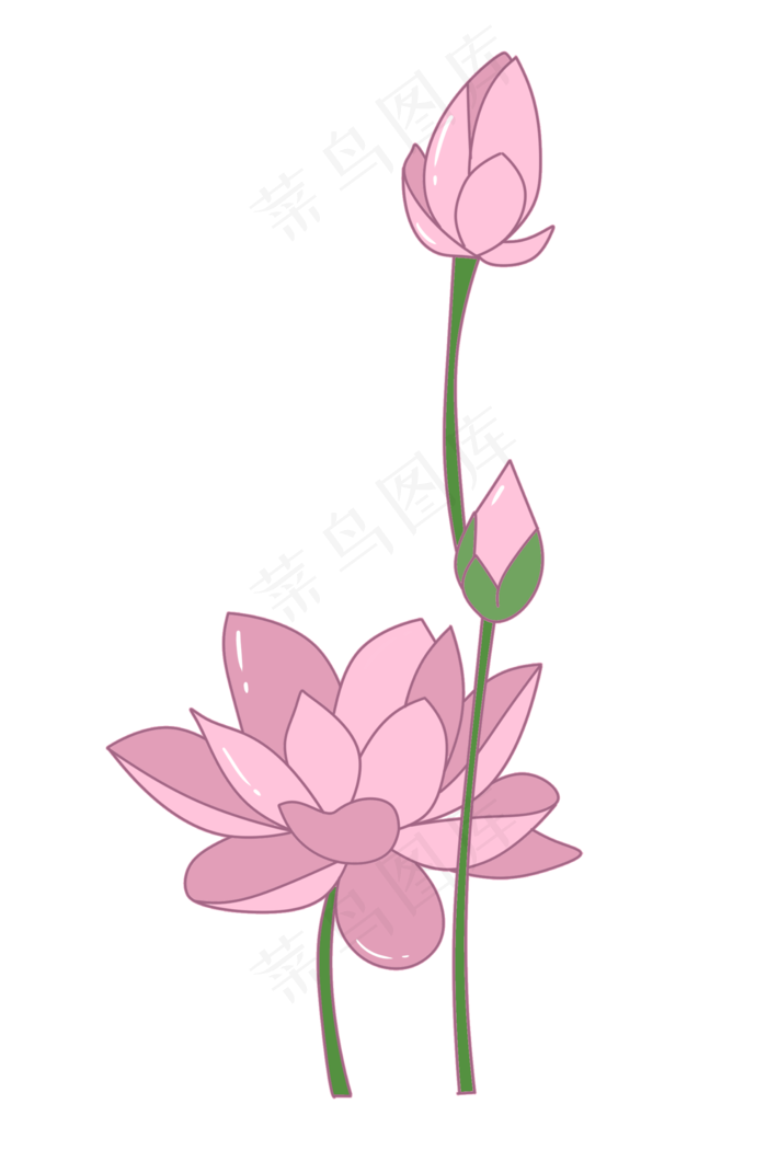 粉色的绽放荷花插画