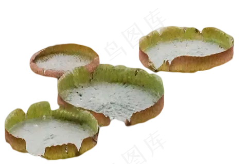 四盒睡莲水生荷花 四盒睡莲水生荷花