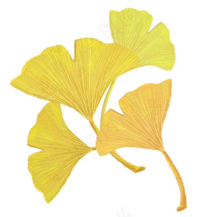 白露秋季金黄银杏叶手绘,免抠元素