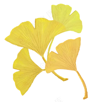 白露秋季金黄银杏叶手绘,免抠元素