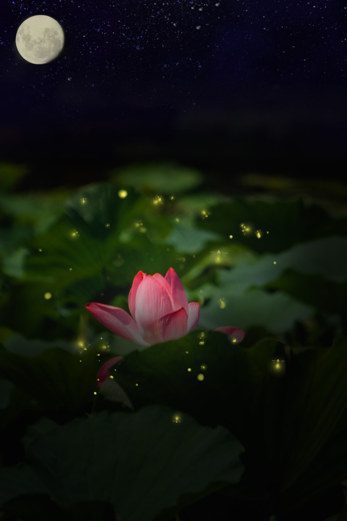 夜晚的呗萤火虫围绕的荷叶(3545*5315px 	      )psd模版下载