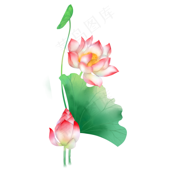 水彩荷花花苞