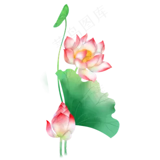 水彩荷花花苞