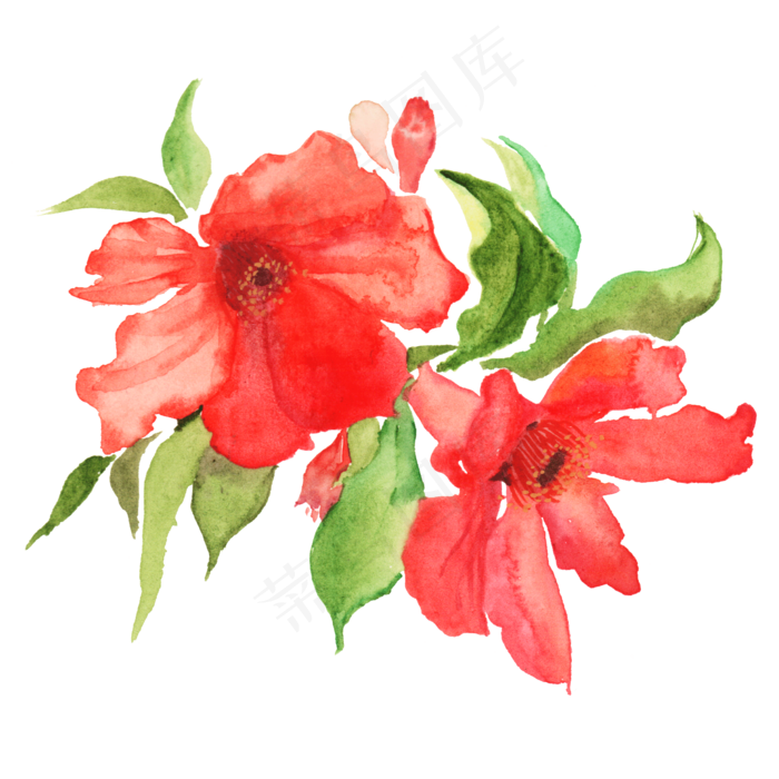 水彩植物花卉花朵插画