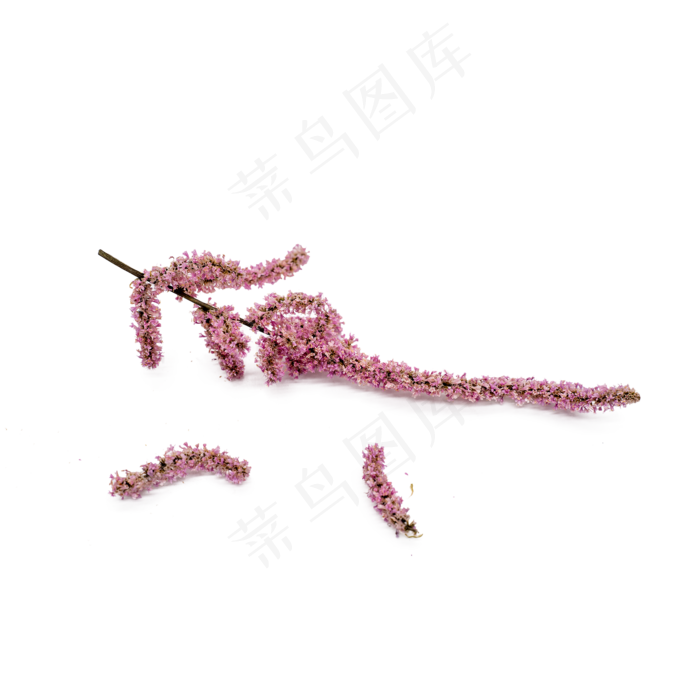 干花野花花草装饰物品(2000*2000px 300 dpi )