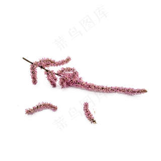 干花野花花草装饰物品