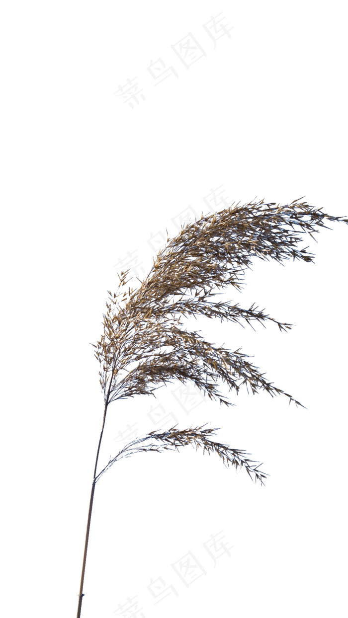 冬天随风起舞的芦苇,免抠元素(1125*2000px 300 dpi )psd模版下载