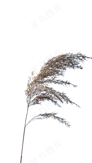 冬天随风起舞的芦苇,免抠元素