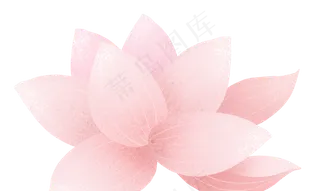 荷花粉色
