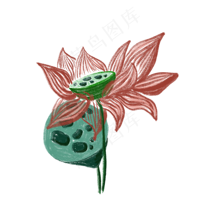 荷花莲蓬免抠创意插图