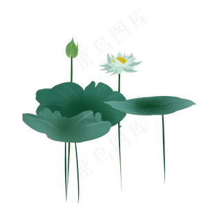 盛开的白色荷花水墨插图