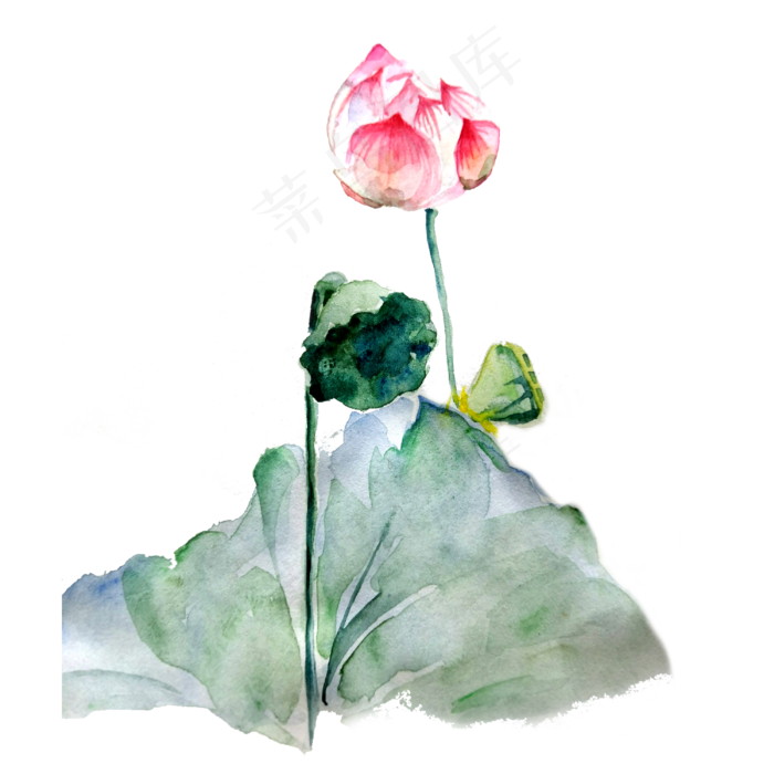荷花莲花花苞荷叶水墨国画熏染PNG,免抠元素(3000*3000px 300 dpi )psd模版下载