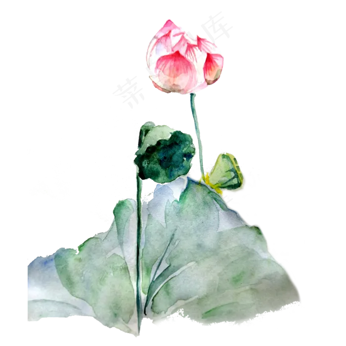 荷花莲花花苞荷叶水墨国画熏染PNG,免抠元素