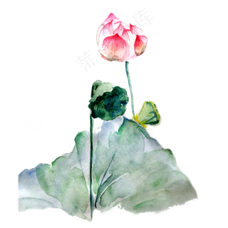 荷花莲花花苞荷叶水墨国画熏染PNG,免抠元素