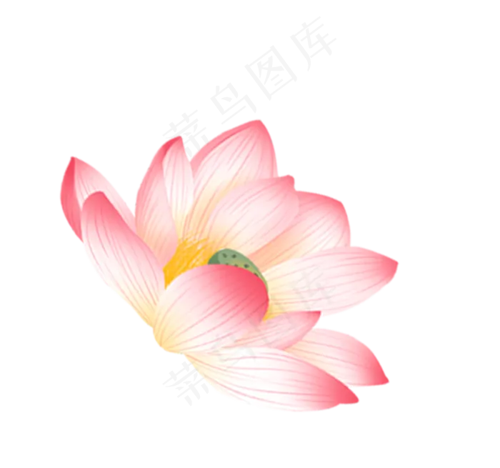 盛开的荷花(1363X1275(DPI:300))psd模版下载