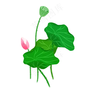 春夏荷花png素材