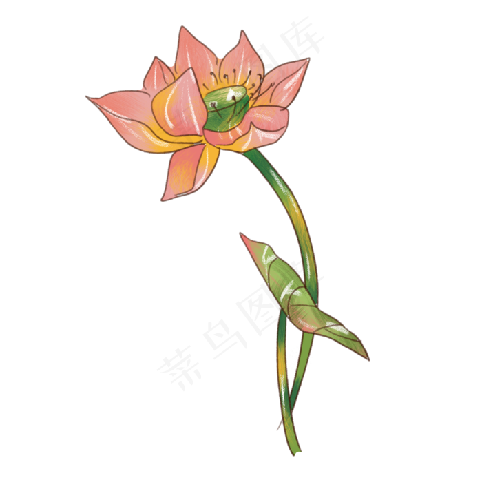 中国风荷花荷叶