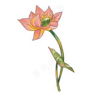 中国风荷花荷叶