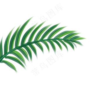 棕榈叶植物树叶,免抠元素