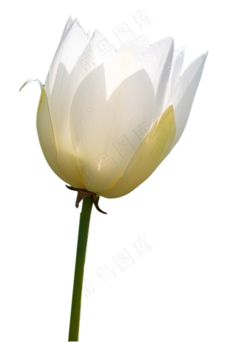 纯白色莲花