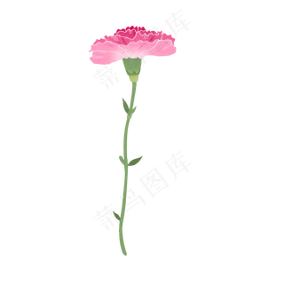 单只康乃馨粉紫色