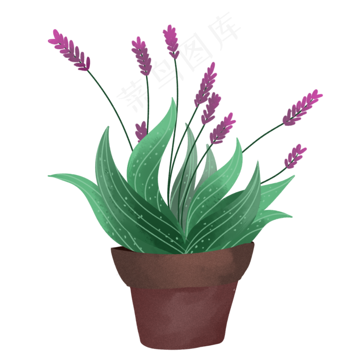 盆景绿色植物鼠尾草(2000X2000(DPI:300))psd模版下载