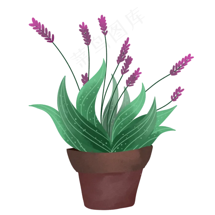 盆景绿色植物鼠尾草(2000X2000(DPI:300))psd模版下载