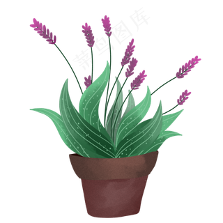 盆景绿色植物鼠尾草