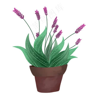 盆景绿色植物鼠尾草