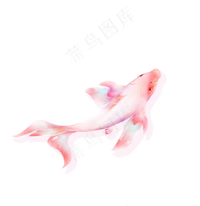 锦鲤鱼(2522X2610(DPI:300))psd模版下载