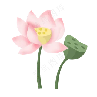 手绘盛开的荷花