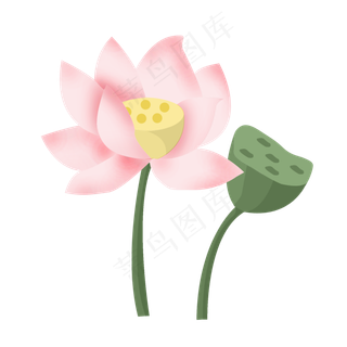 手绘盛开的荷花