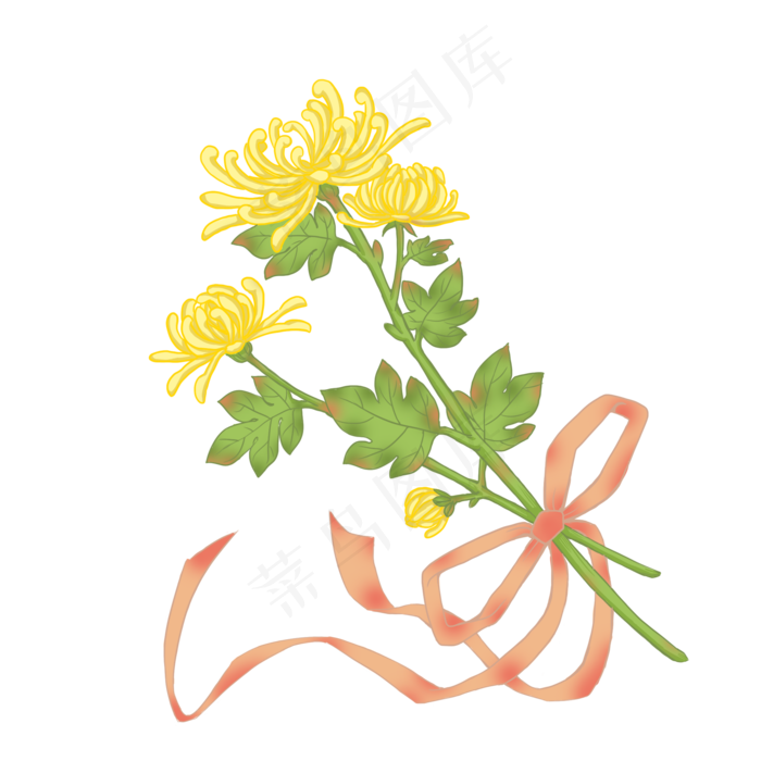菊花秋天重阳节PNG,免抠元素(2000X2000(DPI:300))psd模版下载