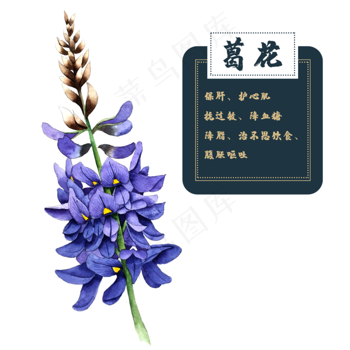 花类中草药植物葛花(2500X2500(DPI:300))psd模版下载