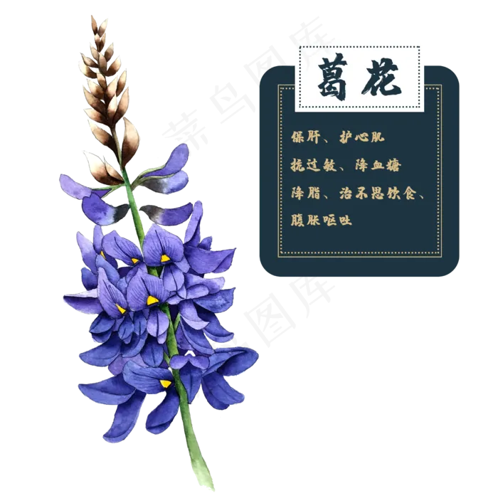 花类中草药植物葛花