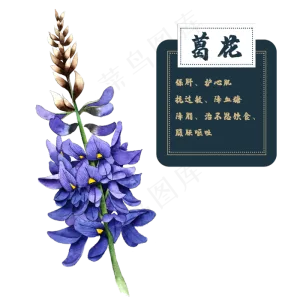 花类中草药植物葛花