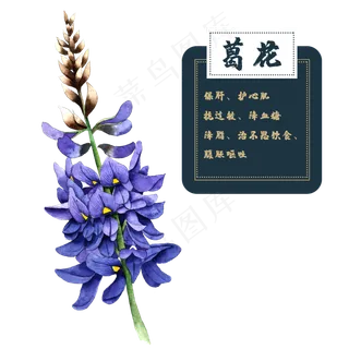 花类中草药植物葛花